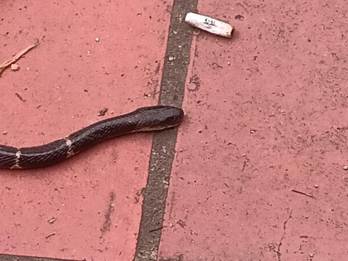 Wanghaoting's Krait