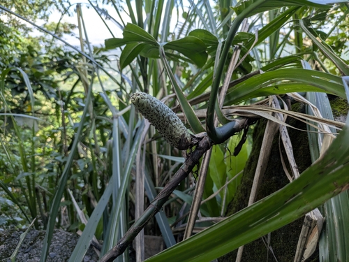 Epipremnum pinnatum
