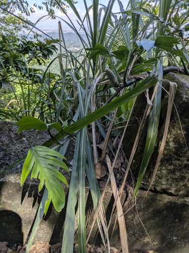 Epipremnum pinnatum