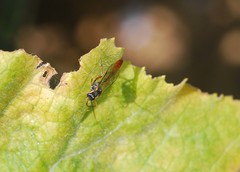 Ichneumonidae