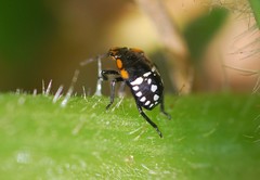 Nezara antennata