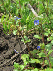 Veronica acinifolia