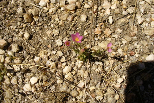 Centaurium capense (Centaurium capense)