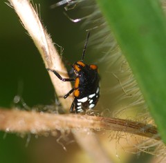Nezara antennata