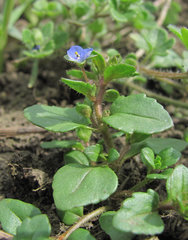 Veronica acinifolia