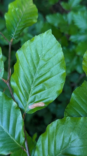 Beech Midget, Noordwijkerhout, Zuid-Holland, Netherlands, photo 7 of 10