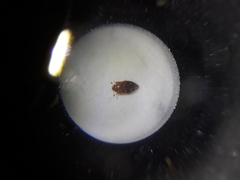 Epuraea ocularis