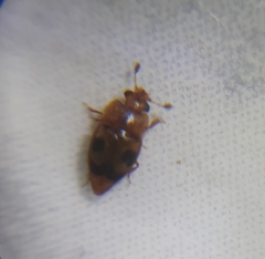 Epuraea ocularis