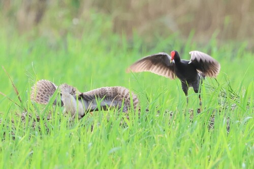 Gallinule poule-d'eau