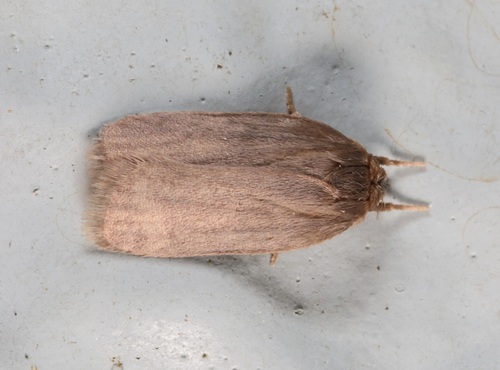 Mithuna fuscivena