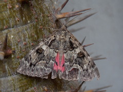 Catocala coniuncta