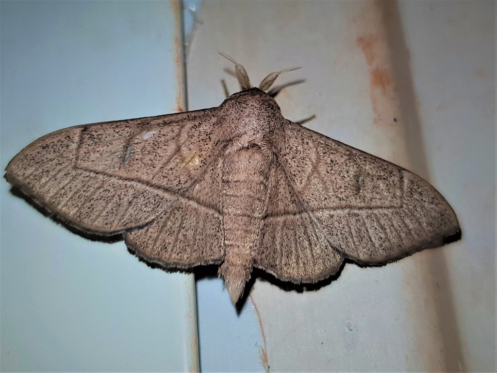 Bedosia trailii