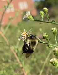 Bombus impatiens