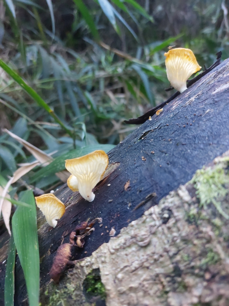 Favolus brasiliensis · June 2025 · photo: © danielsd (iNaturalist, cc-by-nc)
