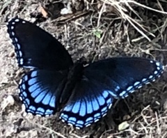 Limenitis arthemis astyanax