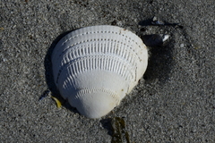 Laevicardium crassum