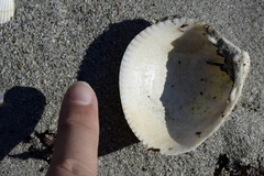 Laevicardium crassum