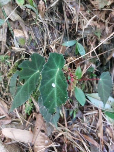 Goblin's ear begonia (Begonia angularis)