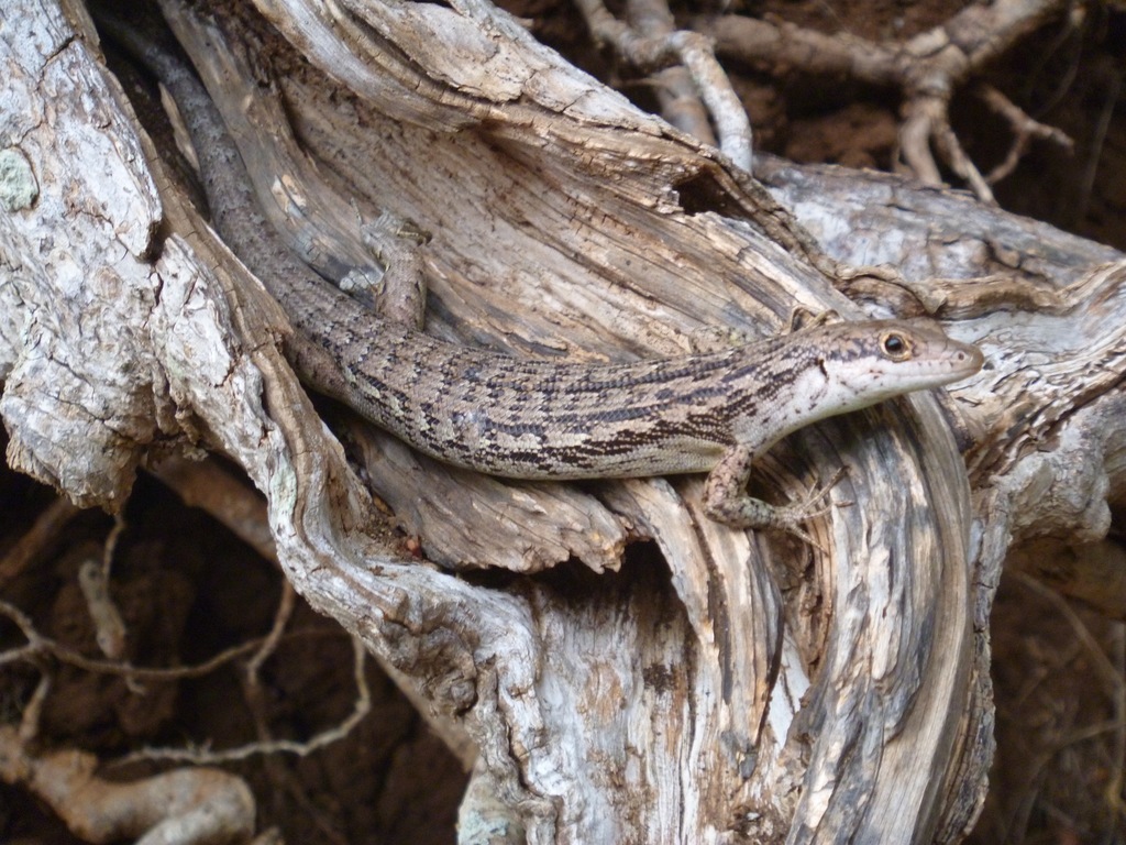 Green-bellied Tree Skink
