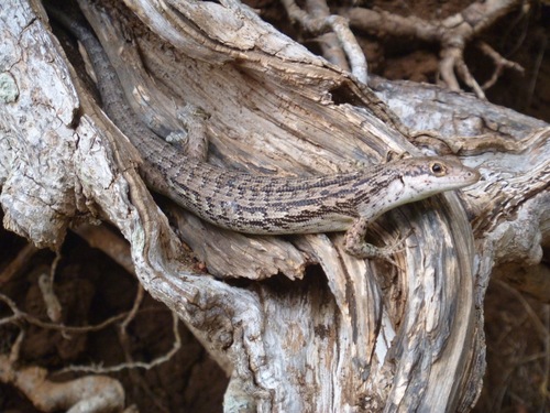 Epibator nigrofasciolatus