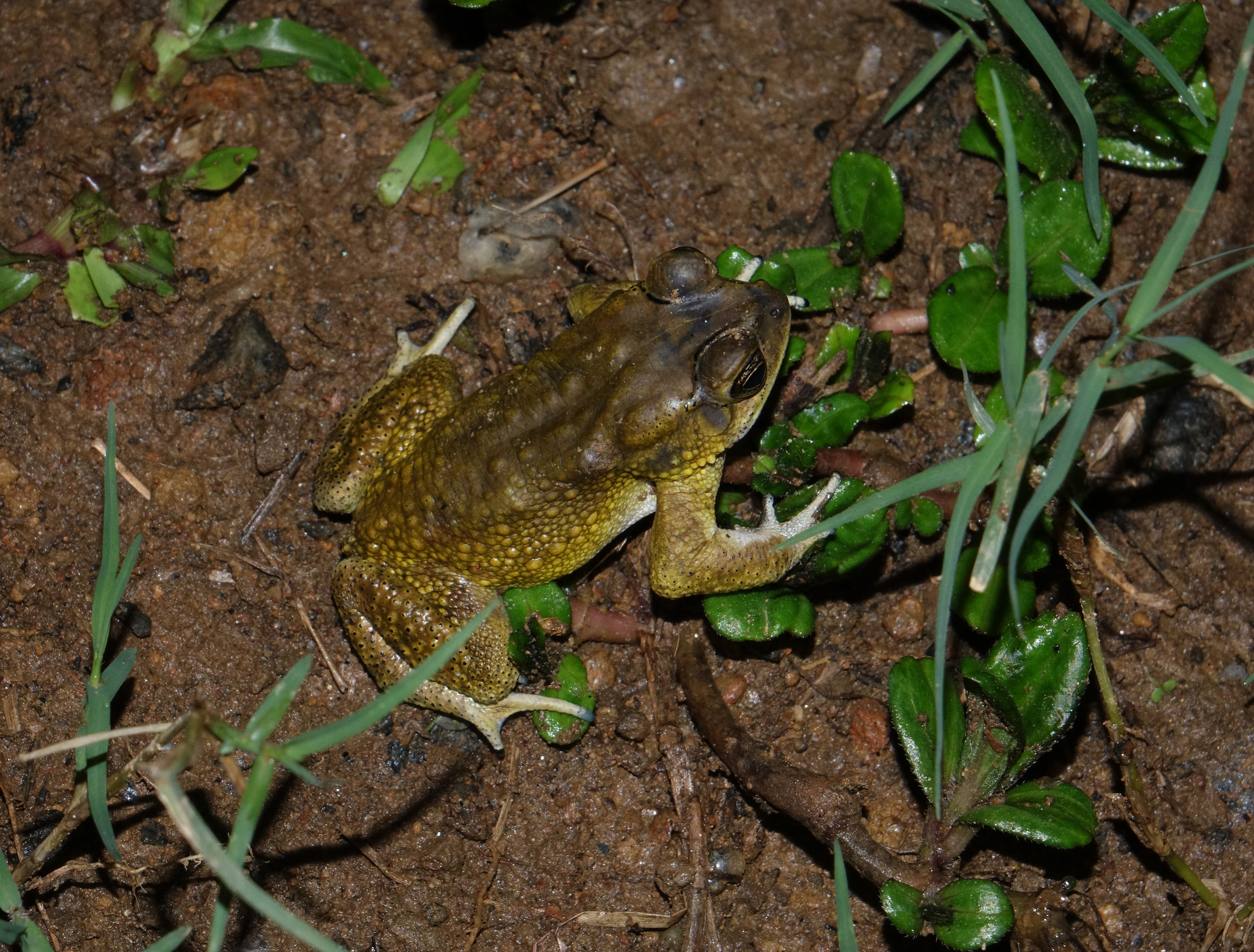 Indian Common True Toad