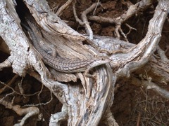 Epibator nigrofasciolatus