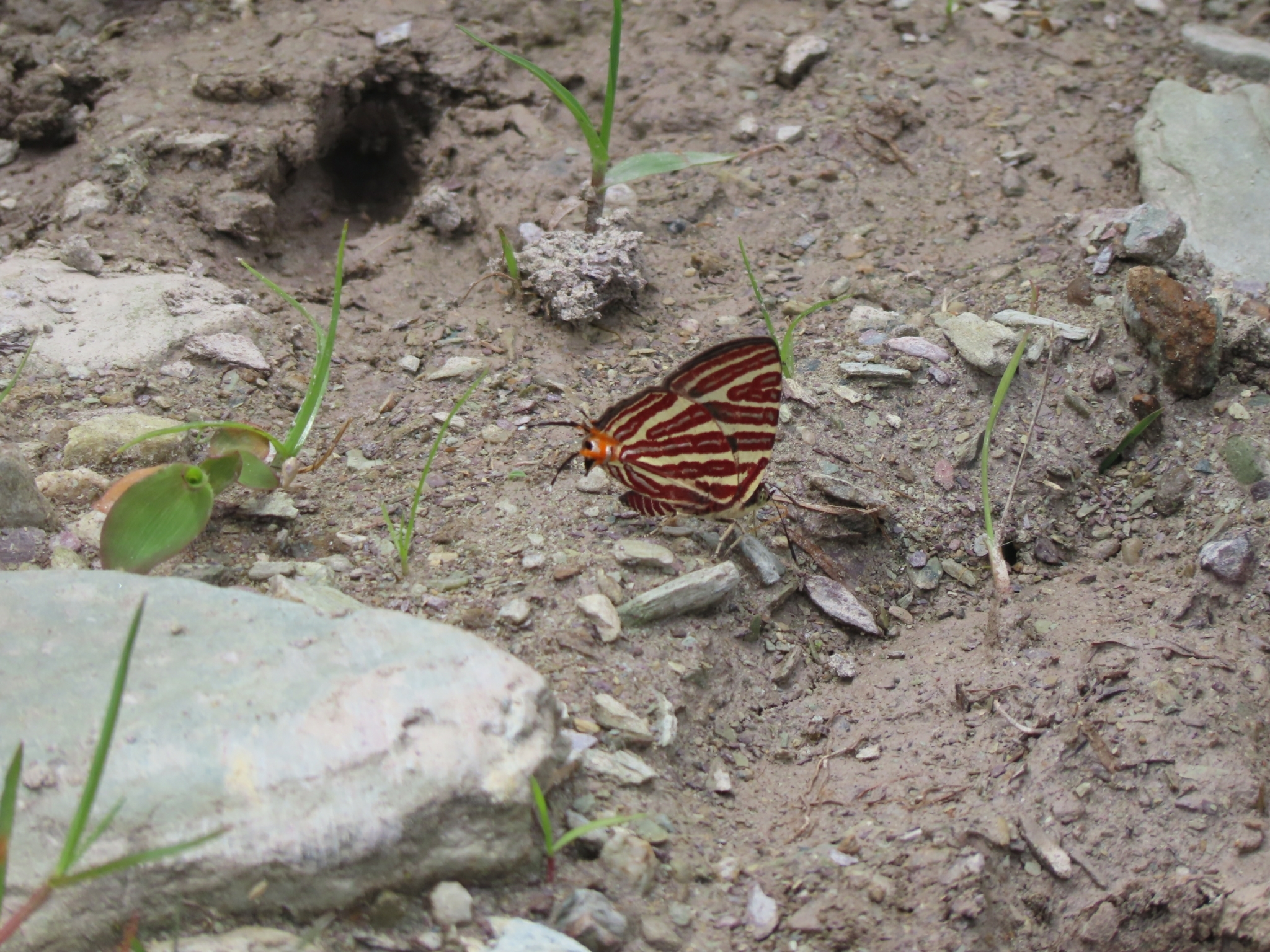 Long-Banded Silverline