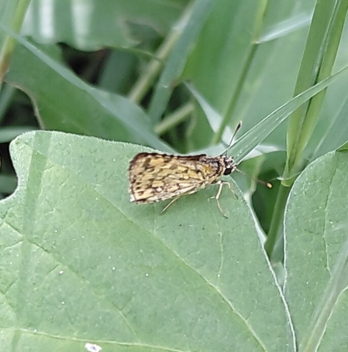 Bush Hopper