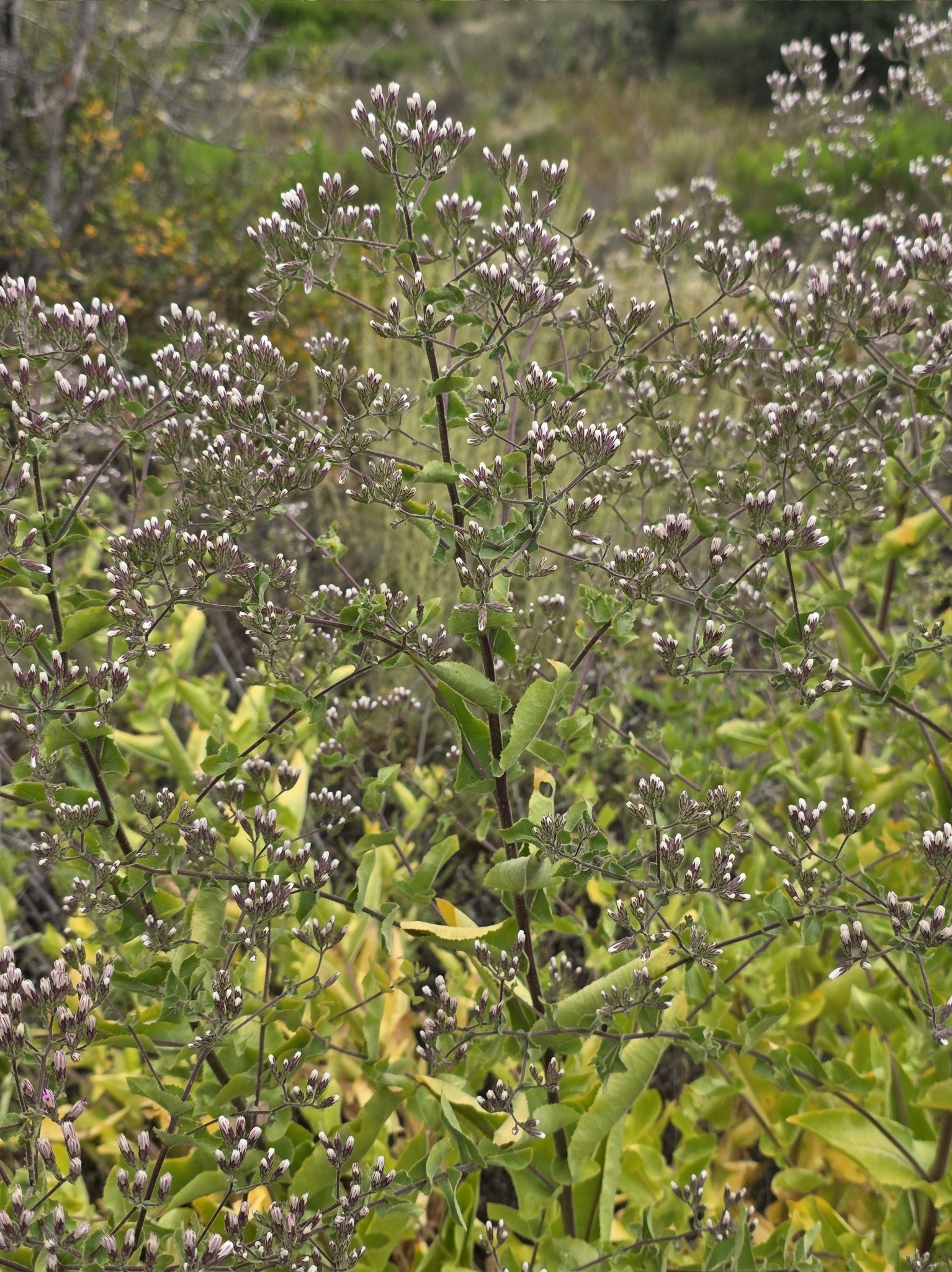 Acourtia microcephala