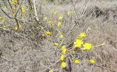 Leuenbergeria guamacho