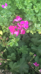 Polygala × dalmaisiana