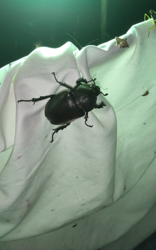 Japanese Rhinoceros Beetle