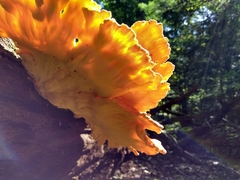 Laetiporus huroniensis
