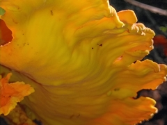 Laetiporus huroniensis