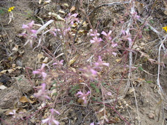 Castilleja beldingii