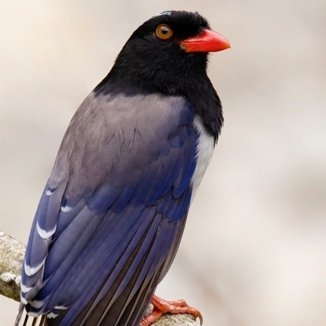Red-billed Blue-Magpie