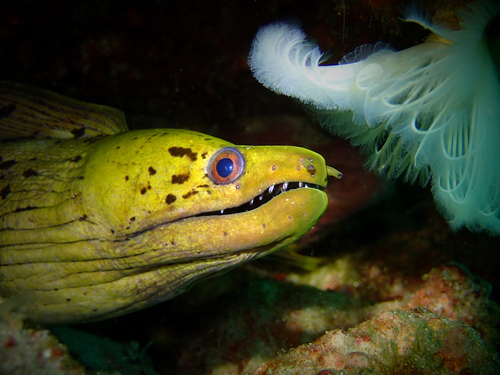 Gymnothorax fimbriatus observed 2025-06-21