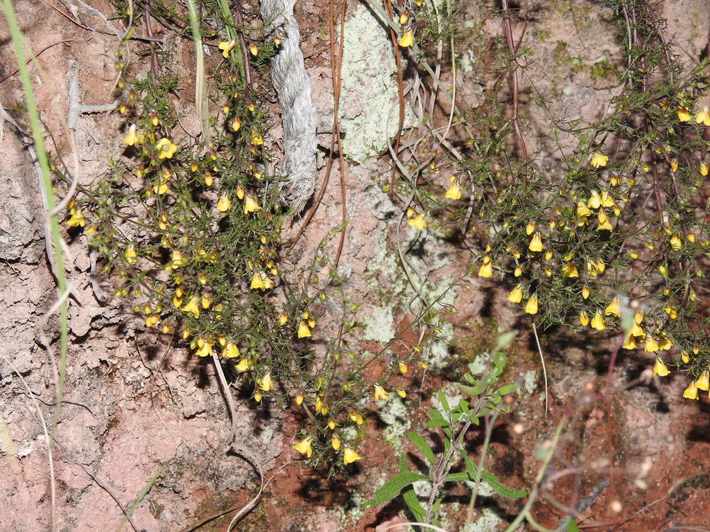 Seymeria pennellii