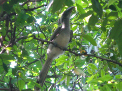 Ocyceros birostris
