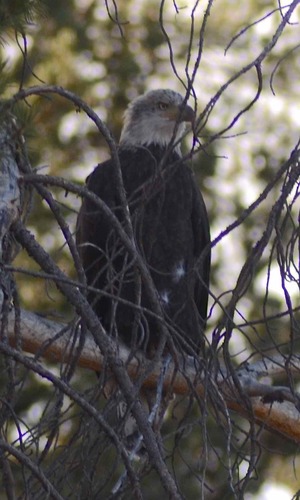 iNaturalist observation photo of Bald Eagle