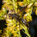 Parametric Paper Wasp - Photo (c) David R, some rights reserved (CC BY-NC), uploaded by David R