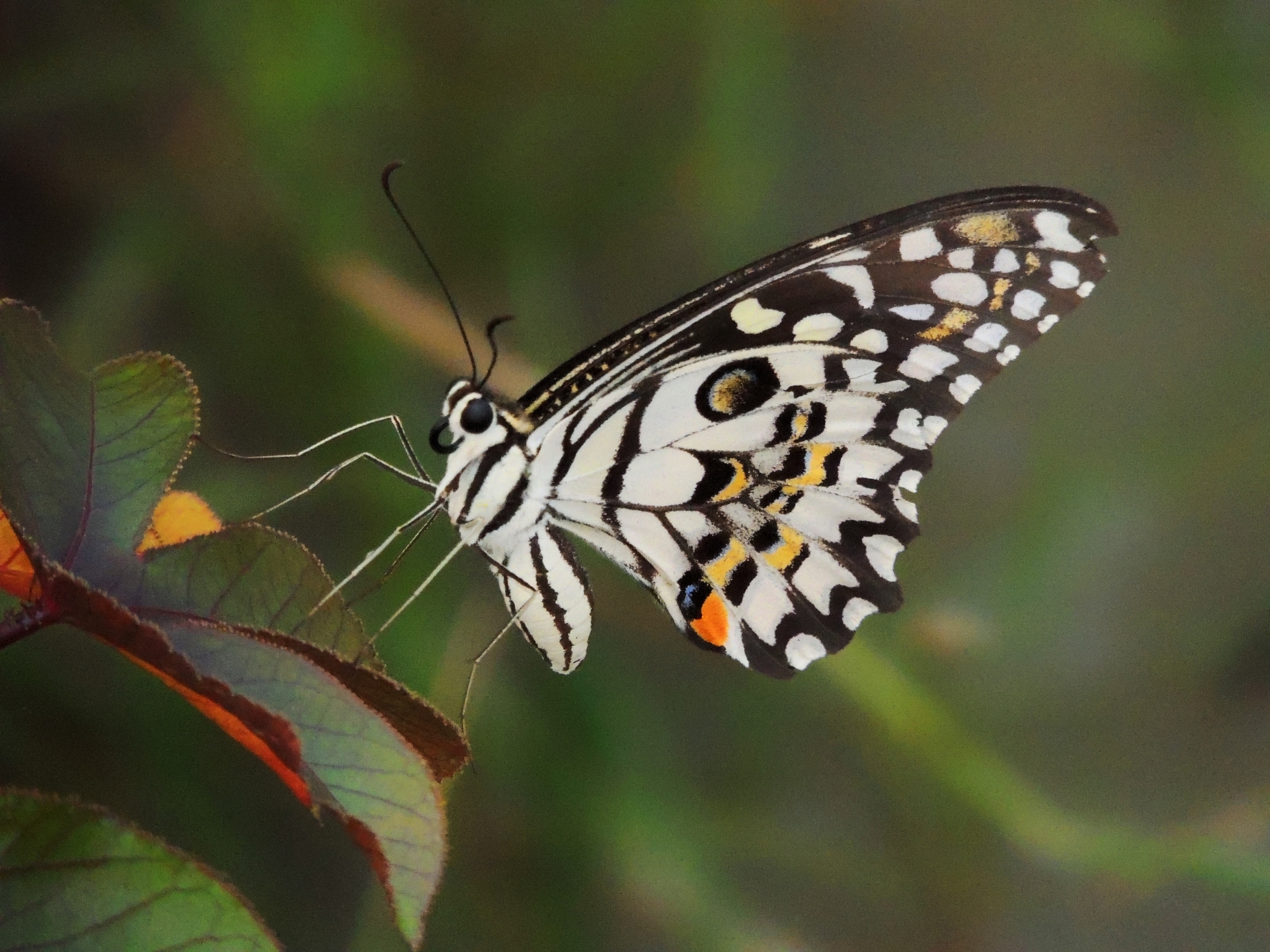Lime Swallowtail