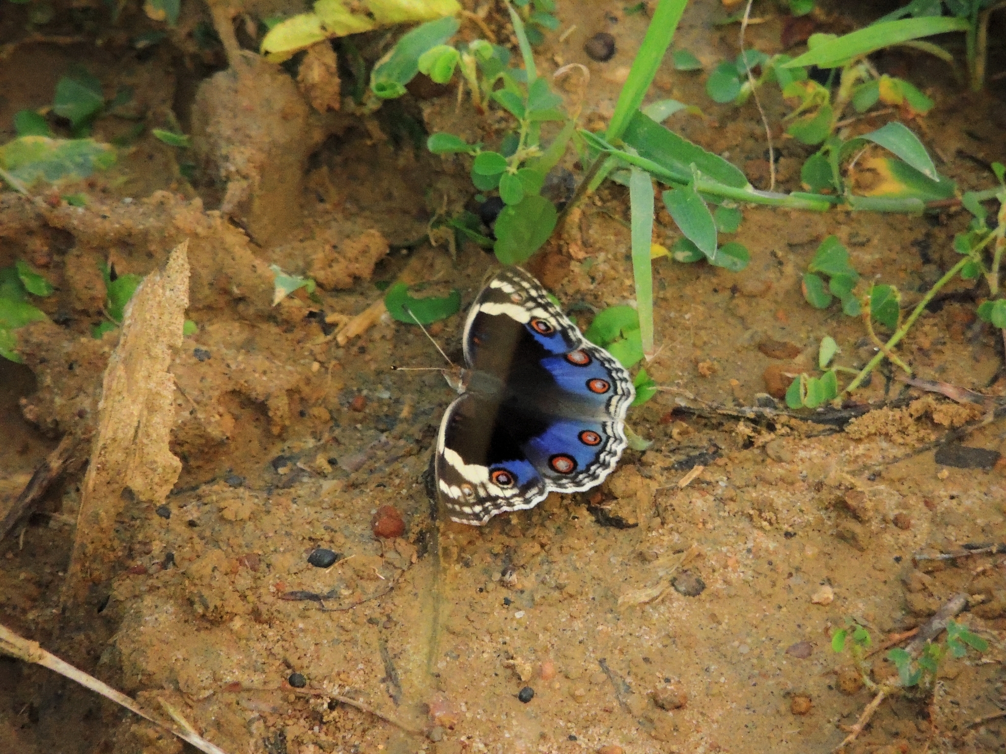 Blue Pansy