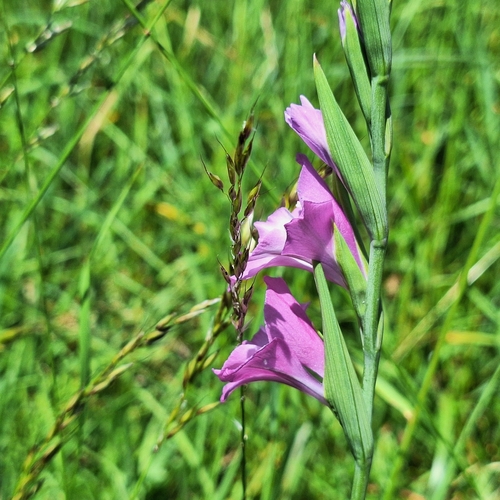 Gladiolus imbricatus