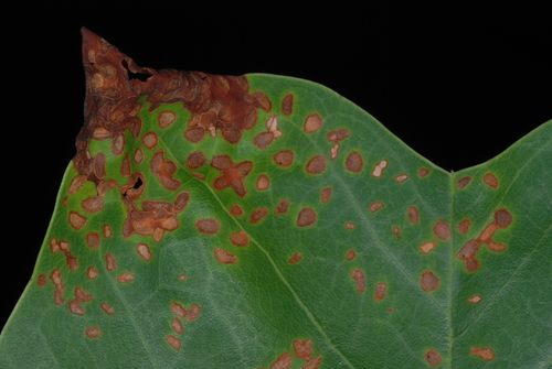 Yellow Poplar Weevil photo 3