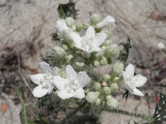Cnidoscolus maculatus