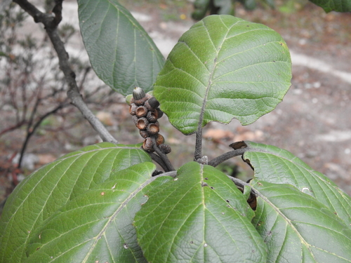Quercus urbani