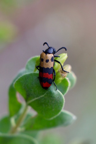 Ceroctis quadrifasciata · iNaturalist