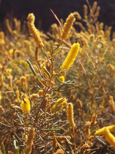 Hill's Tabletop Wattle (Acacia hilliana)