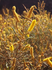 Hill's wattle (Acacia hilliana)